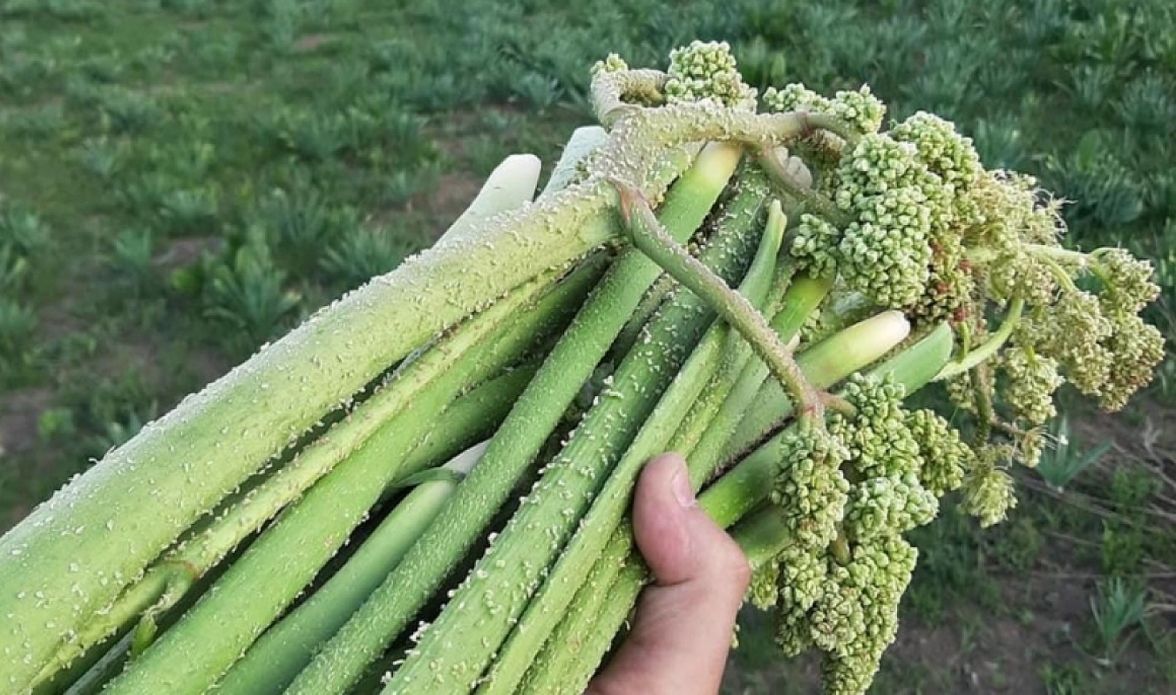 Elazığ'da Bunları Kaçıran Üzülür Seneye Mayısa Kadar Yok…