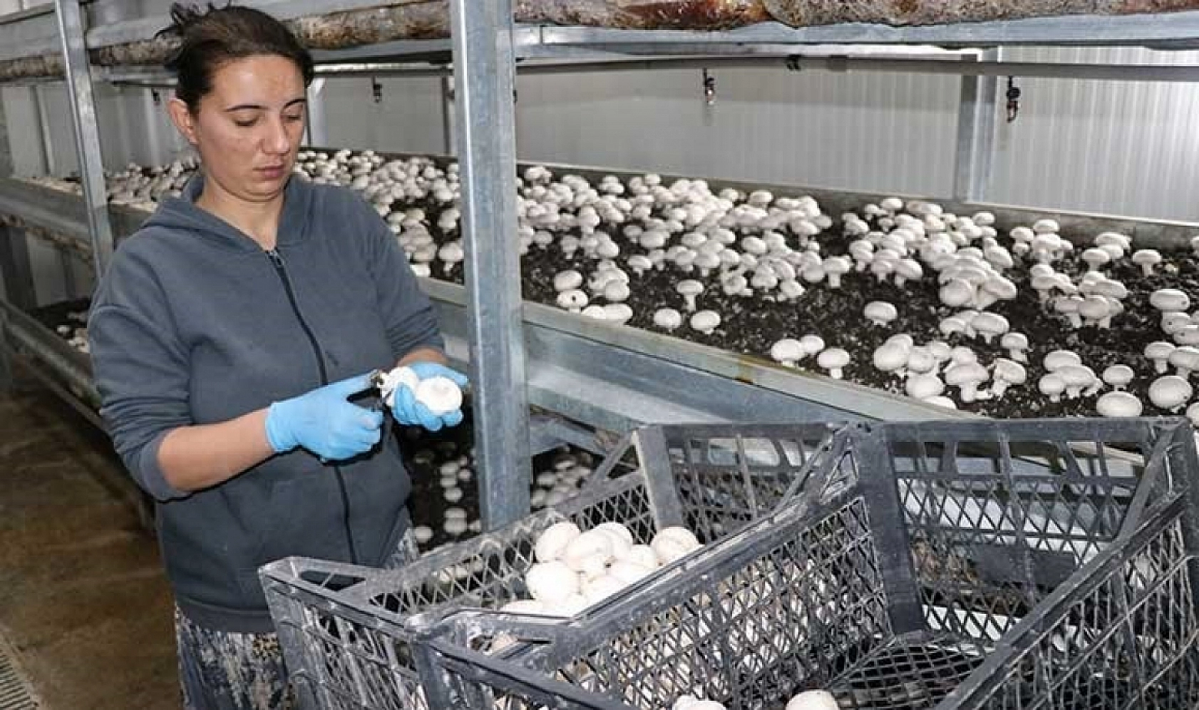 Elazığlılar Dikkat Bu İşi Yapan Paraya Para Demiyor!