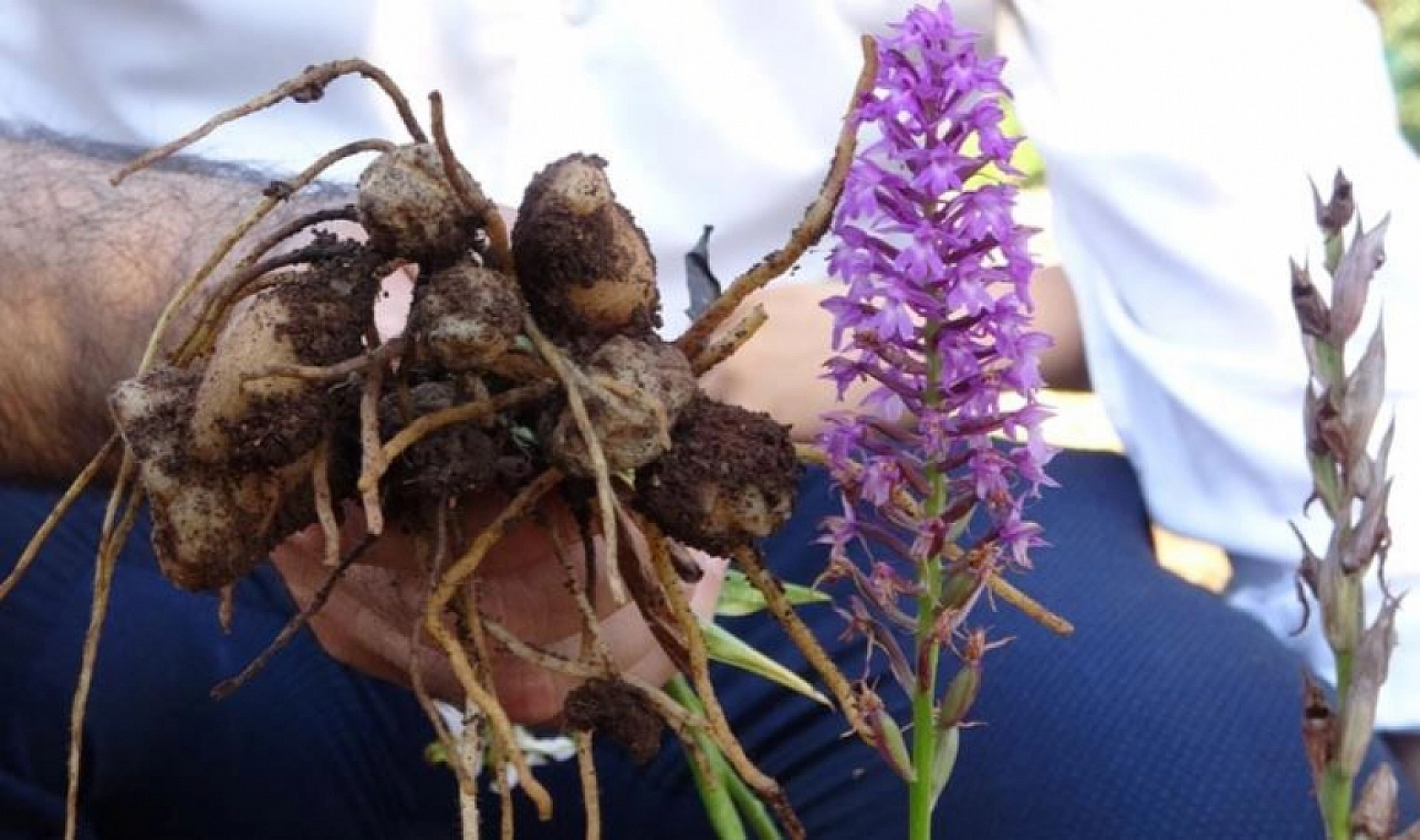 Bu bitki Elazığ'da yetişiyor: Koparılması yasak! 26 kişiye toplamda 2 milyon 964 bin TL ceza kesildi