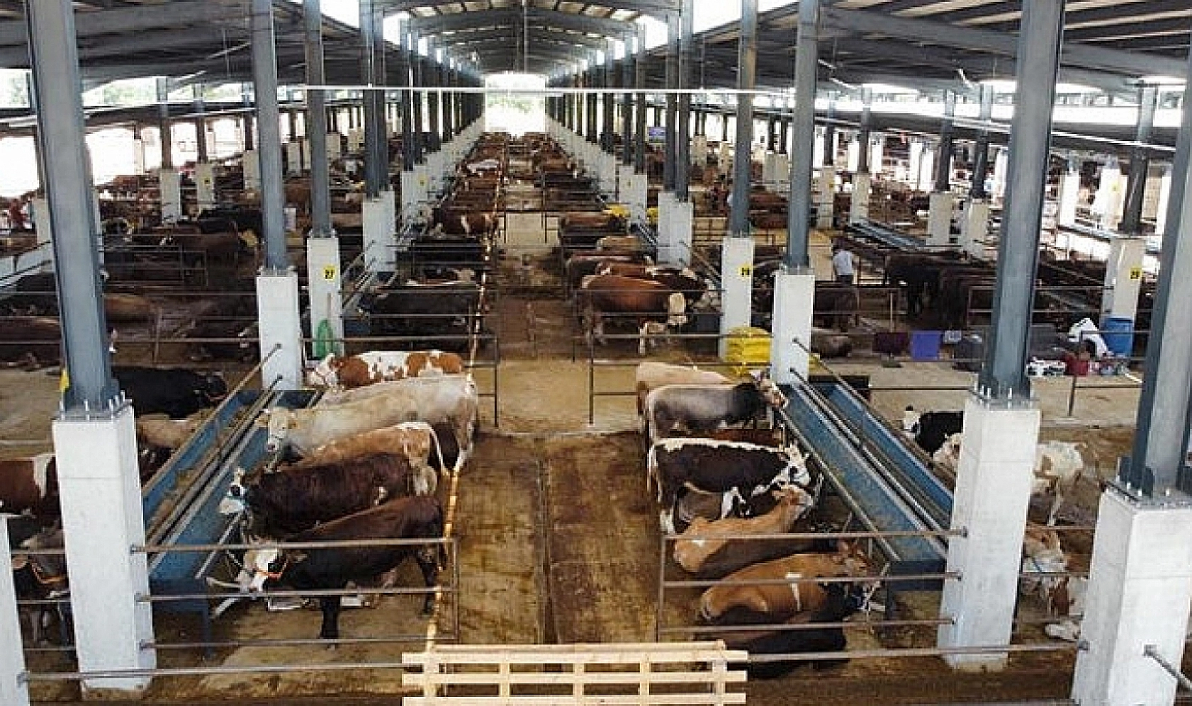 Kurbanlık Fiyatları Belli Oldu: İşte Hisse Bedelleri