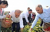 Altıntarla Köyü'nde Çilek hasadı gerçekleştirildi