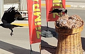 Ceviz hırsızı karga kameralara yakalandı