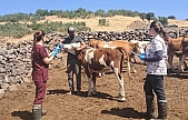 Elazığ büyükbaş hayvanlara yönelik aşılama çalışması
