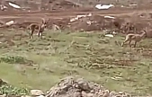 Elazığ'da dağ keçileri görüldü
