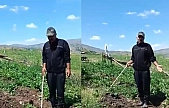 Elazığ'da domuzlar tarlayı bastı, çiftçi güldürdü