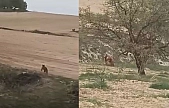 Elazığ'da ilginç anlar!