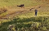 Elazığ'da sahibinin elinden kaçan ineği belediye ekipleri yakaladı