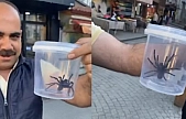 Elazığ esnafı devasa siyah örümcekle şaşkına döndü!