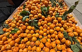 Kilosunu 70 lira gören poşet poşet aldı