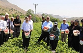 Maden'de organik yerli çilek hasadı yapıldı