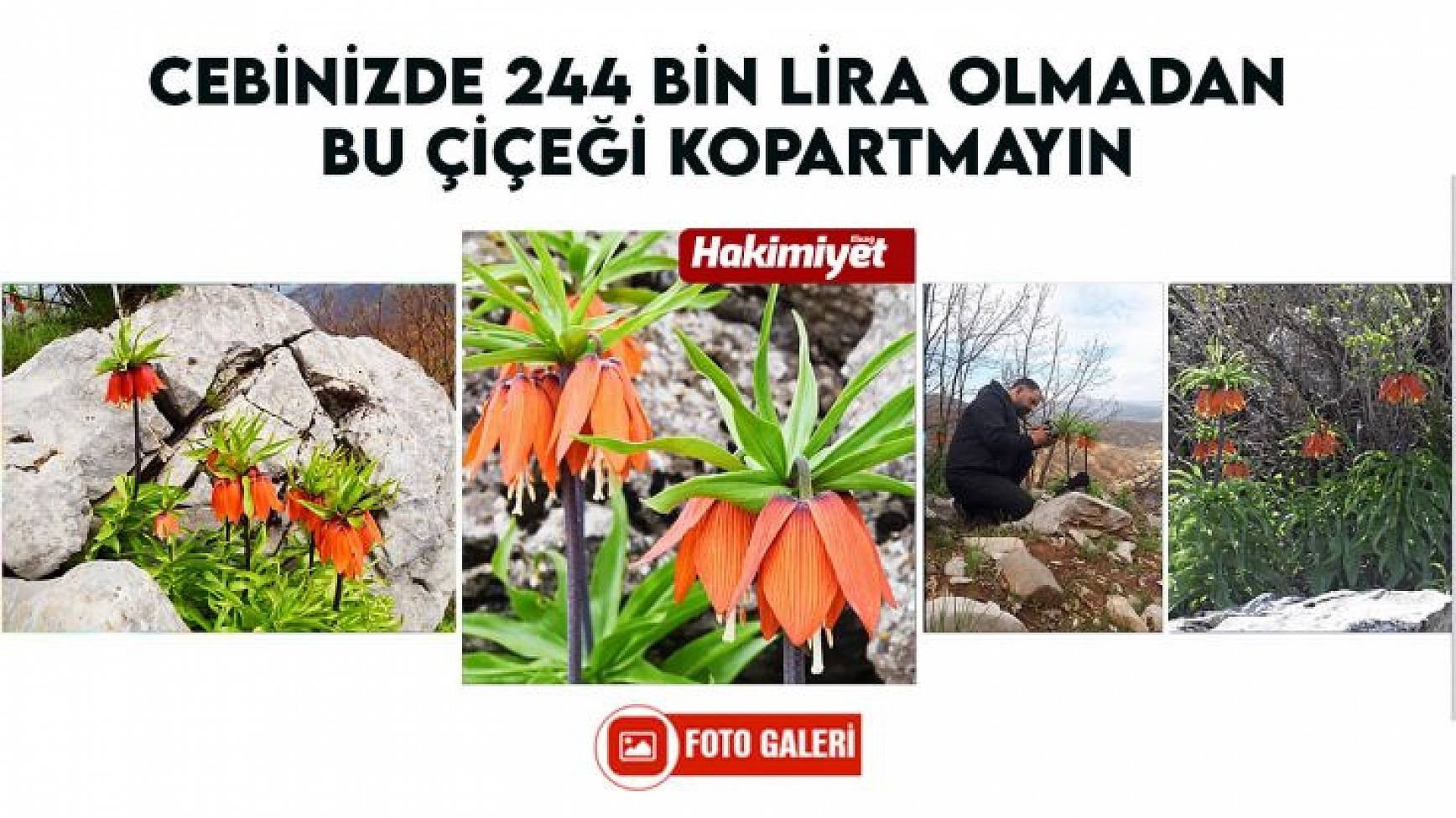 Cebinizde 244 bin lira olmadan bu çiçeği kopartmayın