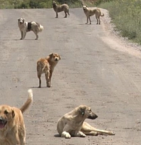8 yaşındaki çocuğa köpek saldırdı