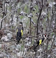 Adana'da 400 saka kuşu doğaya salındı, kaçakçısına 2,9 milyon TL ceza
