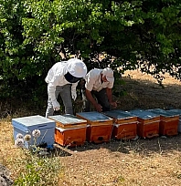 Ağın'da arıcılık çalışmaları hız kesmeden devam ediyor