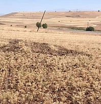 Ağın'da tüylü nohutta hasat bereketi