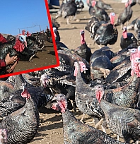 Almanya macerası bitti: Elazığ'da hindi çiftliği kurdu