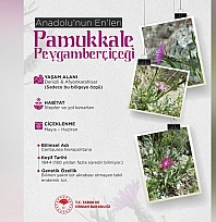 Anadolu'nun nadide çiçeği: Pamukkale Peygamberçiçeği