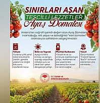 Ayaş domatesi lezzeti ve kalitesiyle sınırları aşıyor