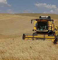 Bakan Yumaklı: Buğday ve arpada tarihi rekor bekleniyor