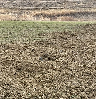 Baskil'de yaban domuzları ekili 10 dönüm araziyi talan etti