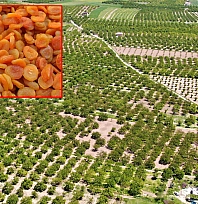 Baskil kayısısı rekoltede zirvede, tescilde sıfırda