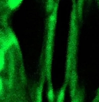 Bilim dünyasında bir ilk: Bitkilerin nefes alışı gerçek zamanlı görüntülendi