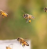 Bilim insanları bal arılarından ilham alarak yeni Nesil GPS sistemleri geliştiriyor