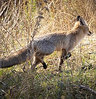 Bingöl'de kızıl tilki, doğa fotoğrafçısının objektifine takıldı