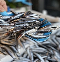 Bir ilde hamsinin kilosu 40 TL'ye düştü