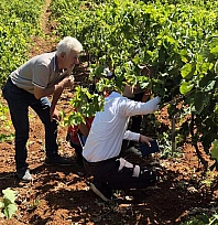 Biyoteknik Yöntemlerle Salkım Güvesi'ne karşı doğal koruma