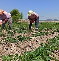 Çiftçilere müjde! Destek ödemeleri hesaplara aktarıldı