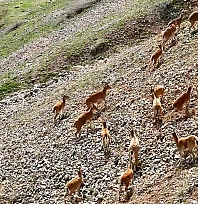 Dağ Keçileri Palu Kalesi eteklerinde görüntülendi