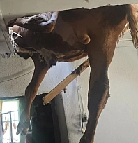 Damızlık boğa çatıdan salona düştü