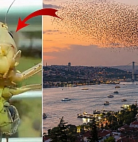Dev çekirge sürüsü yayılıyor! Bir il daha alarm verdi
