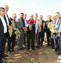 Elazığ bağlarında hasat zamanı: Hoşköy'de üreticiler bir araya geldi