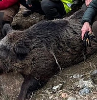 Elazığ'da 200 kiloluk yaban domuzu avlandı