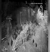 Elazığ'da aç kalan domuz sürüsü bahçeye dadandı