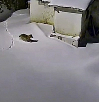 Elazığ'da aç kalan kurt evin etrafında görüntülendi