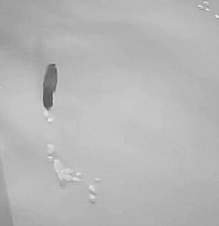 Elazığ'da Aç kalan tilki, tavşan ve sansarlar köylere indi