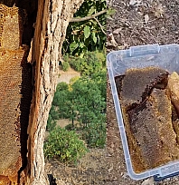 Elazığ'da ağaç gövdesinden kilolarca bal çıktı