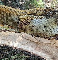 Elazığ'da ağaç kovuğundan kilo kilo bal çıktı