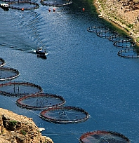 Elazığ'da alabalık ve tavuk eti ihracatı 2025'te rekor kırdı