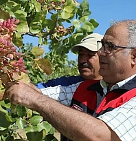 Elazığ'da Antep Fıstığı hasadı başladı