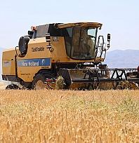 Elazığ'da arpa hasadı başladı ama çiftçi memnun değil