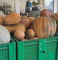 Elazığ'da ata tohumundan dev kabaklar