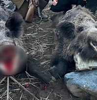 Elazığ'da avcılar 200 kiloluk 2 domuz avladı