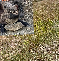 Elazığ'da avlandı: Görenler gözlerine inanamadı