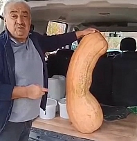 Elazığ'da bahçeden 47 kiloluk rekor kabak çıktı