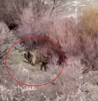 Elazığ'da balıkçıyla ayı ailesi burun buruna geldi