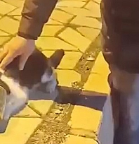 Elazığ'da başına konserve sıkışan kedi kurtarıldı